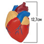 LER1902 Развивающая игрушка  "Сердце человека модель в разрезе" (демонстрационный материал из мягкой