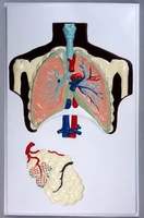Модель барельефная "Строение легких"