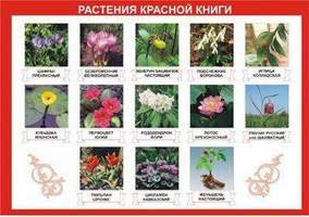 Таблица демонстрационная  Растения Красной книги  (винил 70х100)