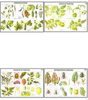 Плакаты ПРОФТЕХ "Вредители и болезни овощных культур" (17 пл, винил, 70х100)