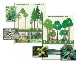 Гербарий фотографический  Растительные сообщества. Лес  (раздаточный)