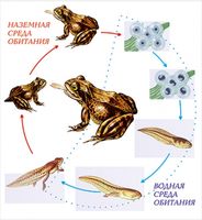 Модель-аппликация "Цикл развития лягушки"