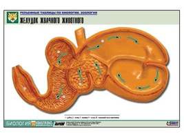 Рельефная таблица "Желудок жвачного животного" (формат А1, матовое ламинир.)