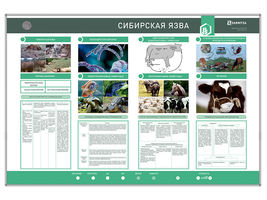 Электрифицированный стенд "Сибирская язва" 1500*1000мм