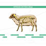 Электрифицированный стенд "Нервная система сельскохозяйственных животных" со сменными фолиями