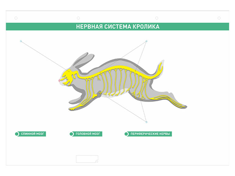 Электрифицированный стенд "Нервная система сельскохозяйственных животных" со сменными фолиями
