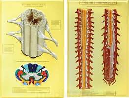 Строение спинного мозга ( 2 планшета, 42х66 см)