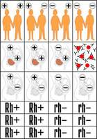 Модель-аппликация Наследование резус-фактора
