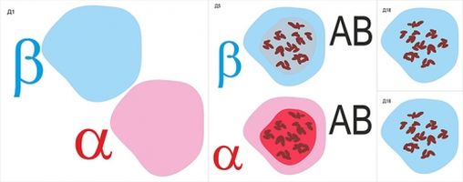 Модель-аппликация "Переливание крови. Определение  группы крови" (двухслойная)