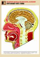Рельефная таблица "Сагиттальный разрез головы" (формат А1, матовое ламинир.)