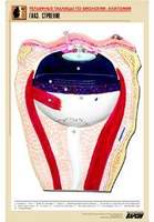 Рельефная таблица "Глаз. Строение" (формат А1, матовое ламинир.)