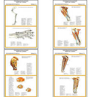 Плакаты ПРОФТЕХ "Топограф. анатомия. Собака. Таз и конеч." (11 пл, винил, 70х100)