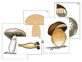 Модель-аппликация "Размножение шляпочного гриба" (ламинированная)