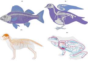 Модель-аппликация Эволюция систем органов позвоночных животных