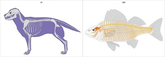 Модель-аппликация "Эволюция систем органов позвоночных животных"