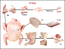 Учебные плакаты/таблицы Правила разделки мясных туш Курица 100x140 см см, (винил)