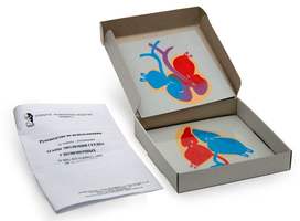 Этапы эволюции сердца у позвоночных (набор из 4 карт)