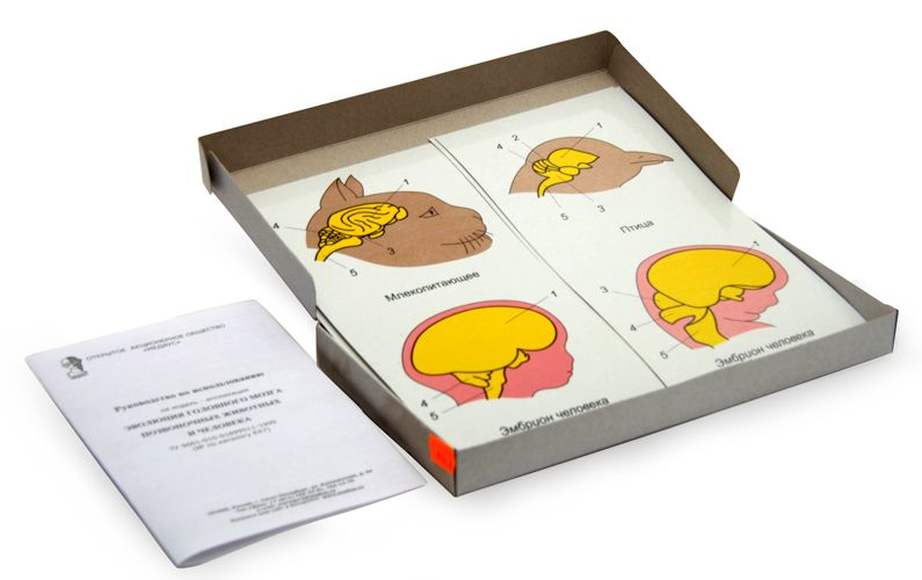 Эволюция головного мозга позвоночных животных и человека (набор из 7 карт)