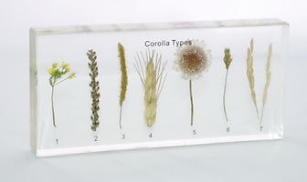 Типы цветочных венчиков (в прозр. пластике)