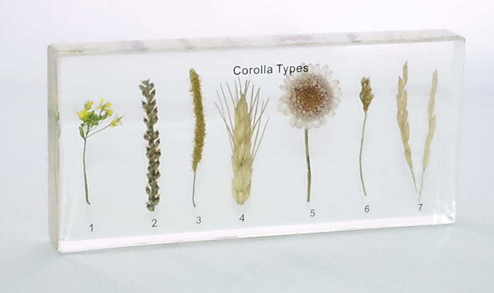 Типы цветочных венчиков (в прозр. пластике)