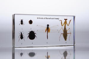 Виды насекомых (в прозр. пластике)
