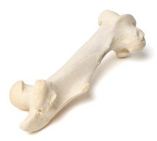 Бедренная кость млекопитающего / 1021065 / T30066