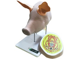 Анатомический ветеринарный тренажер "Голова свиньи с ушами и топографией анатомических слоёв"