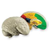 LER1903 Развивающая игрушка  "Мозг человека модель в разрезе" (демонстрационный материал из мягкой п