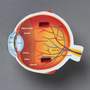 LER1907 Развивающая игрушка  "Глаз человека модель в разрезе" (демонстрационный материал из мягкой п