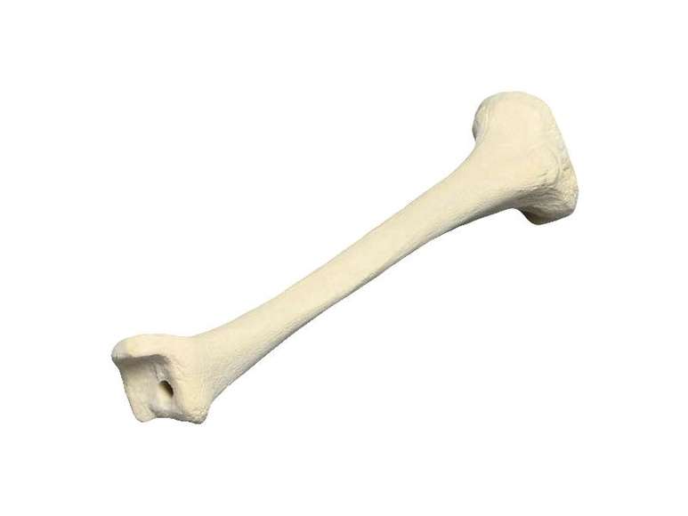 Композитная  модель большеберцовой кости  человека