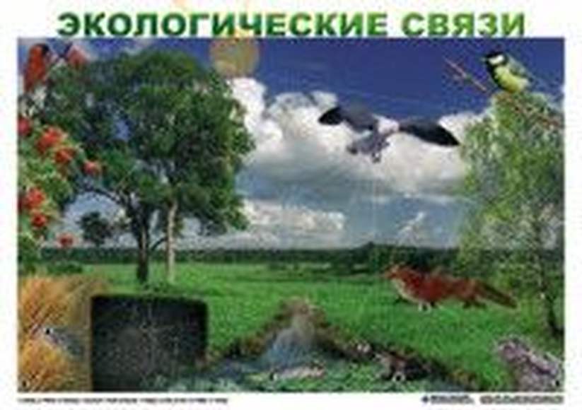 Природные зоны России, сообщества  (1-4 кл), Комплект таблиц, 18 таблиц, размером 50х70 см