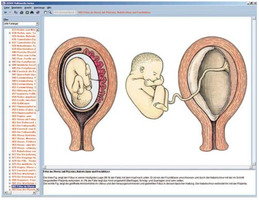 Программа «Эмбриология и развитие», на компакт-диске / 1004300 / W13531
