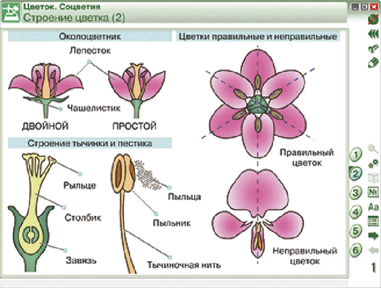 Наглядная биология. 6 класс. Растения. Грибы. Бактерии