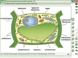 Наглядная биология. Химия клетки. Вещества, клетки и ткани растений, 9, 10 кл.