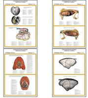 Плакаты ПРОФТЕХ "Топограф. анатомия. Собака. Туловище" (11 пл, винил, 70х100)