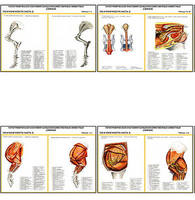 Плакаты ПРОФТЕХ "Топограф. анатомия. Свинья. Таз и конеч." (13 пл, винил, 70х100)
