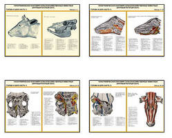 Плакаты ПРОФТЕХ "Топограф. анатомия. Круп. рог. скот. Голова и шея" (26 пл, винил, 70х100)
