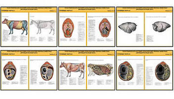 Плакаты ПРОФТЕХ "Топограф. анатомия. Круп. рог. скот. Туловище" (29 пл, винил, 70х100)