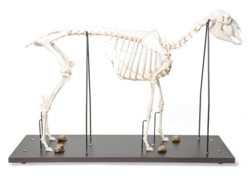 Препарат «Скелет самки домашней овцы (Ovis aries)» / 1021024 / T300361F
