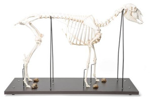 Препарат «Скелет самца домашней овцы (Ovis aries)» / 1021025 / T300361M