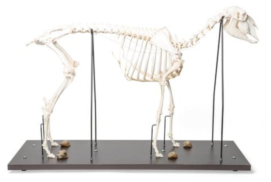 Препарат «Скелет самца домашней овцы (Ovis aries)» / 1021025 / T300361M