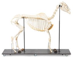 Препарат «Скелет лошади (Equus ferus caballus)»  / 1021002 / T300141F