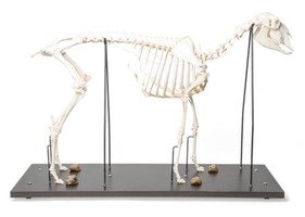 Препарат «Скелет самки домашней овцы (Ovis aries)» / 1021024 / T300361F