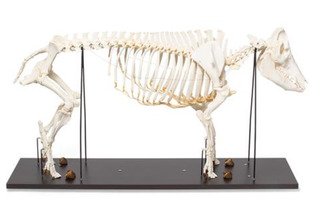Препарат «Скелет самки домашней свиньи (Sus scrofa domesticus)» / 1020996 / T300131F