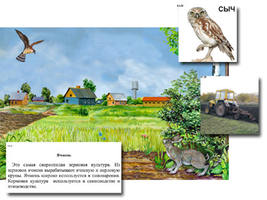 Магнитный плакат-аппликация "Поле: биоразнообразие и взаимосвязи в сообществе"