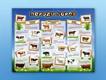 Стенд "Породы коров" (Станция "Ферма")