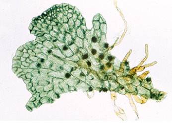 Сосудистые споровые (Pteriodophytes) (папоротники и папоротникообразные) – слайды с надписями на анг