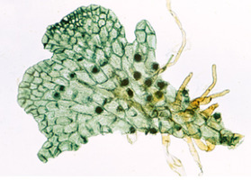 Сосудистые споровые (Pteriodophytes) (папоротники и папоротникообразные) – слайды с надписями на анг