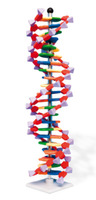 Современная модель ДНК miniDNA™ (22 слоя) / 1005297 / W19762