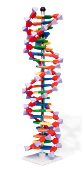 Современная модель ДНК miniDNA™ (22 слоя) / 1005297 / W19762